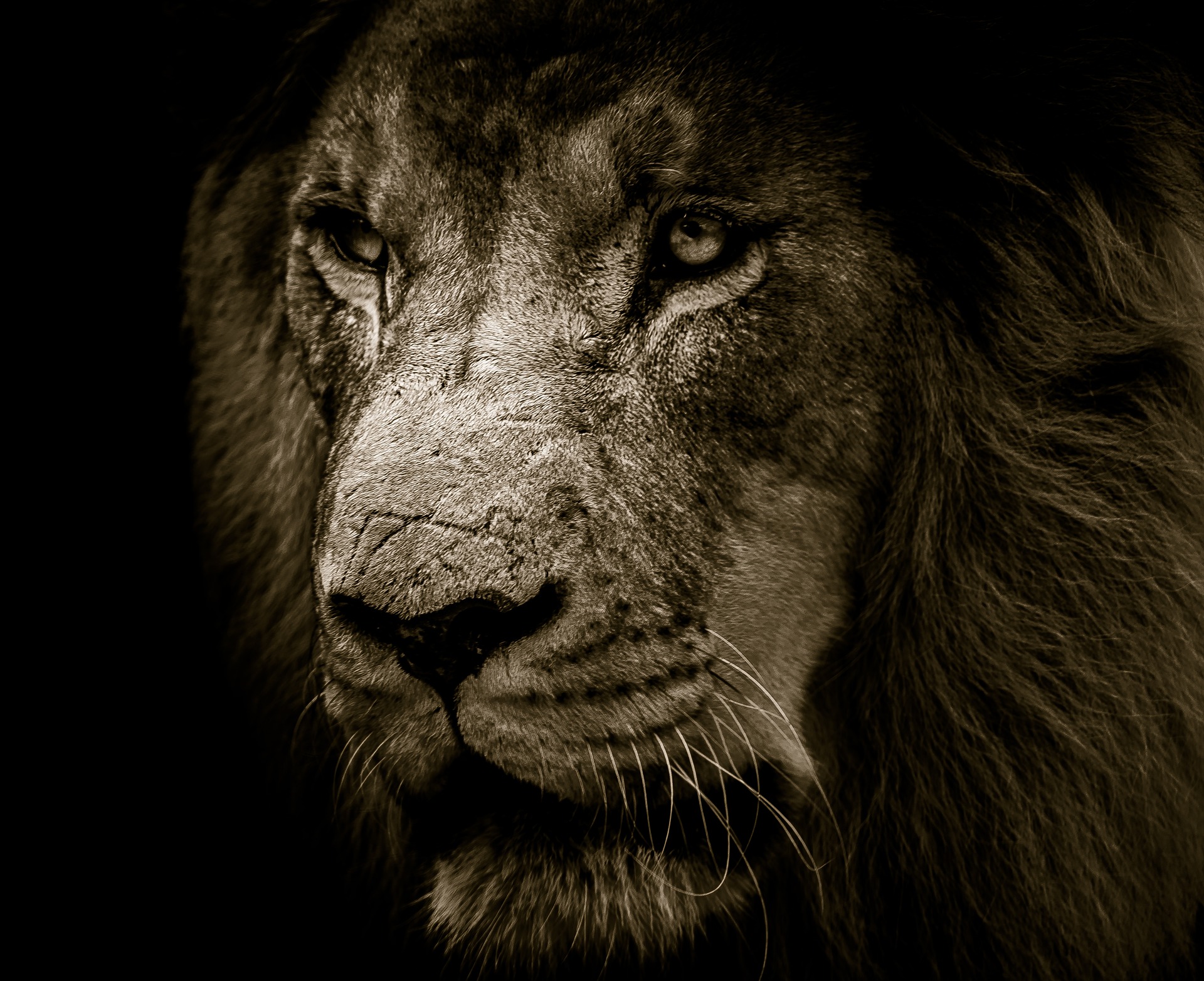 lion-3007701_1920